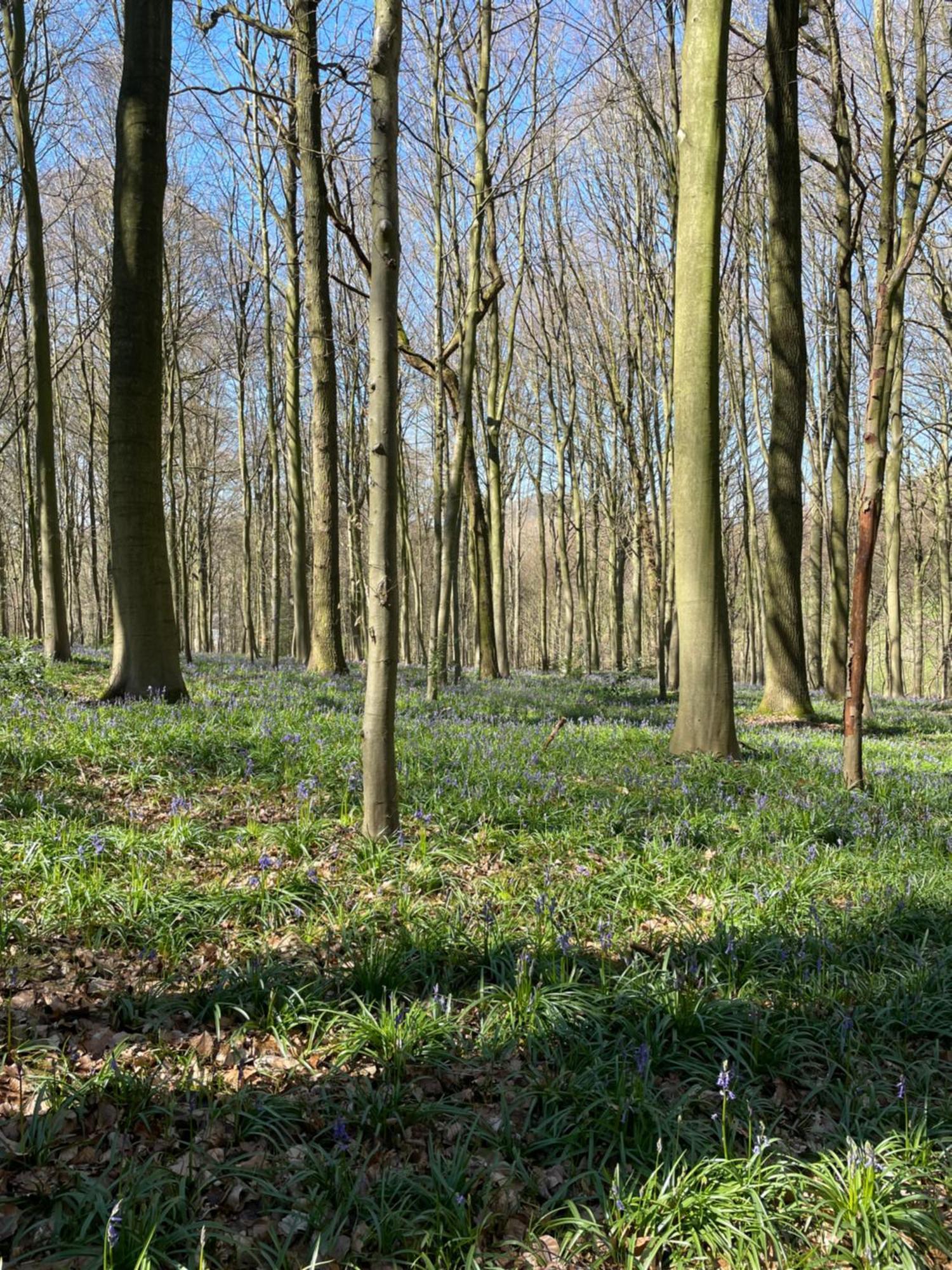 La Canopee Des Arbres, Anna Ellezelles Eksteriør bilde